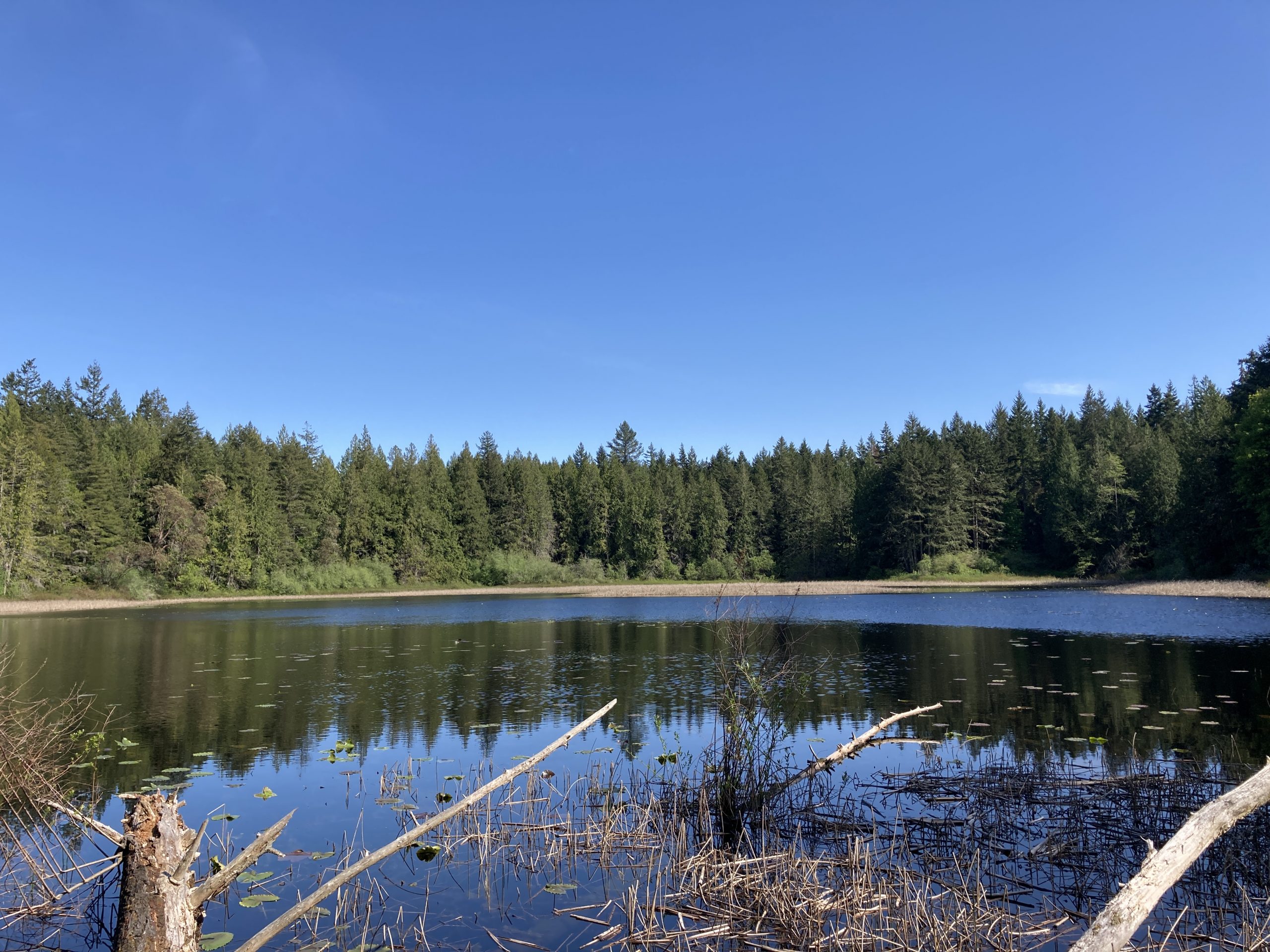 Gazzam Lake Nature Preserve (Bainbridge Island) - Rolling Washington