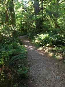 Gravel trail through green Pacific NW forest